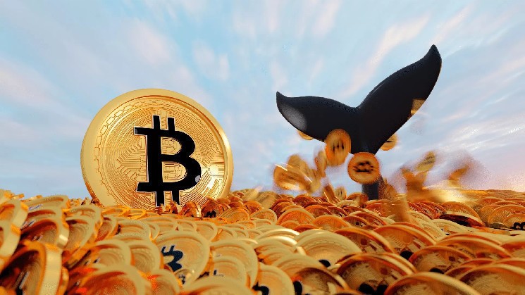 Whale shifts the position of Bitcoin – this is an analyst at the level that says BTC doesn’t fall down
