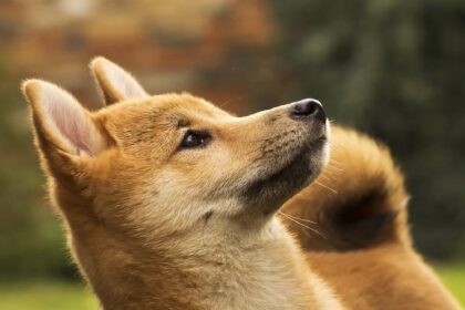 Doge Mining Firm Z was squared to be published through the merger