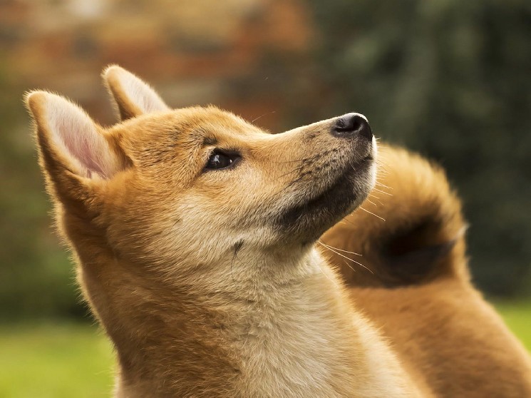 Doge Mining Firm Z was squared to be published through the merger