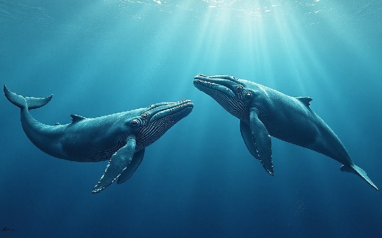 When a whale buys 16 million tokens, the story (IP) price will jump