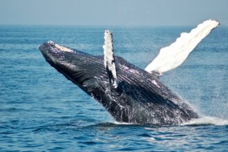 The Crypto Whale is dumping Cardano’s Ethereum – what’s behind the shift?
