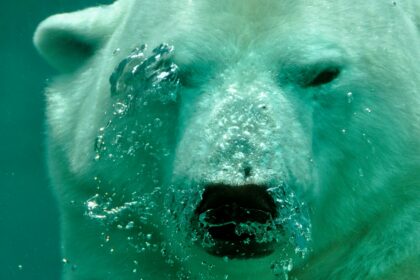 Analysts say XRP’s price has yet to reach its first bear target, which is much lower