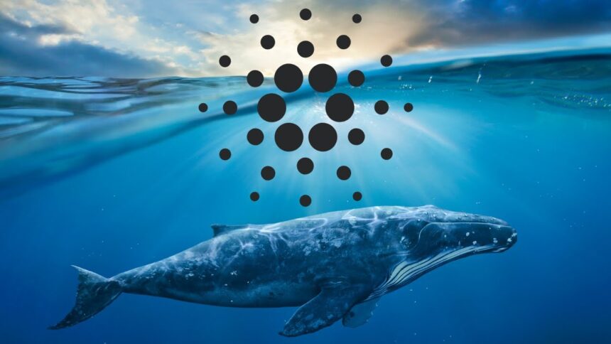 ADA Whale Buys a Push: A Bullish Sign for Cardano Price? ADA Whale Buys a Push: A Bullish Sign for Cardano Price?