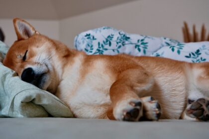 Shiba Inu dogs may be ‘dead and asleep’, but not for long, cryptography expert says Shiba Inu dogs may be ‘dead and asleep’, but not for long, cryptography expert says