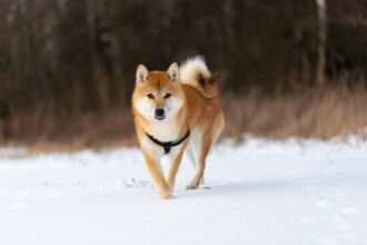 Dogecoin RSI returns to pre-launch levels, analysts say next big rally is near