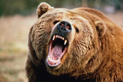 Analyst says Strategy’s Bitcoin position is bearish-proof