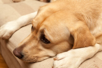 Strategy Bitcoin demand will dry up in 2025 — what happened?